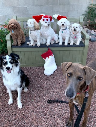 Auntie Cathy's Dog Daycare and Boarding in Tucson, Arizona