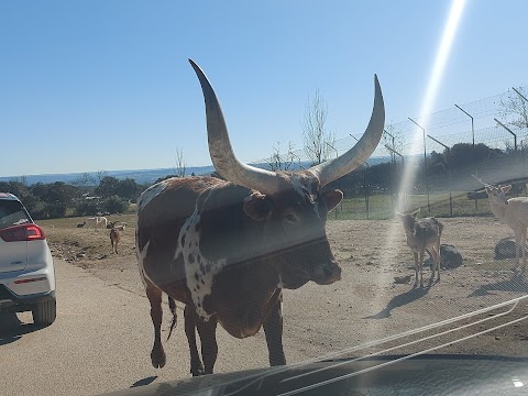 Safari Madrid