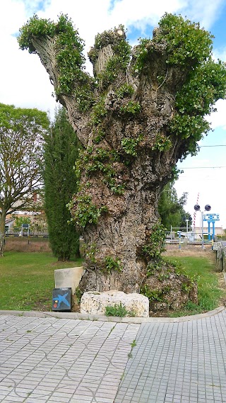 CEIP Nuestra Señora de Ronte