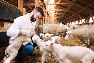 Clínica Veterinaria Liébana