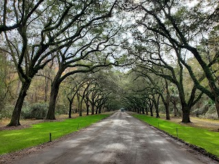 Gray Line Savannah