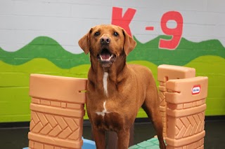 Camp K-9