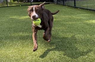 Pender Pet Retreat at Dulles Gateway