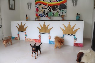 Tiny Dog Hotel Marbella