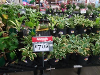 Walmart Garden Center