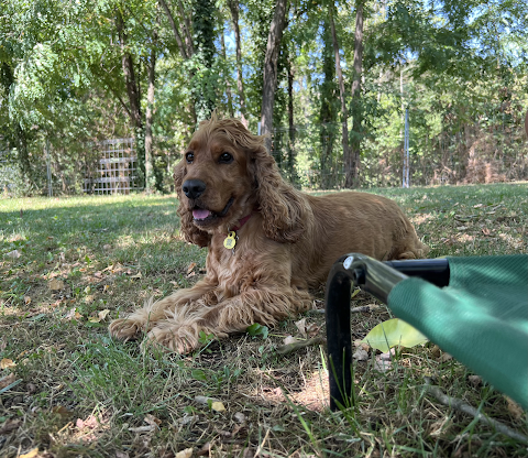 Happy Dog Park