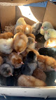 Photo of Woodbury Hatchery - 15915 68th Street Southeast, Wyndmere, ND 58081, USA
