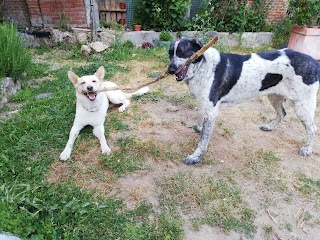 Paseos para Perros, cuidados y atención domiciliaria