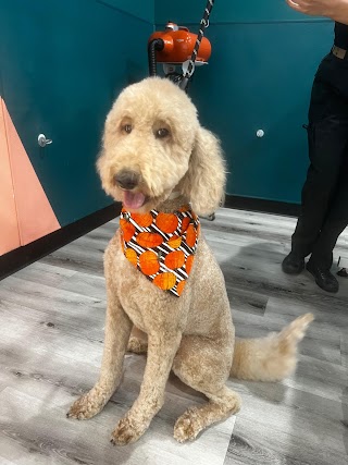 Well Groomed Pets - Chandler