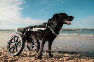 Eddie's Wheels for Pets