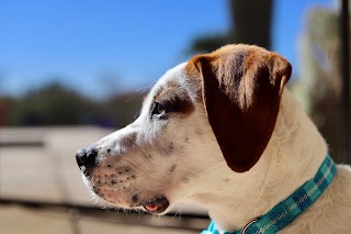 Saguaro Veterinary Surgery