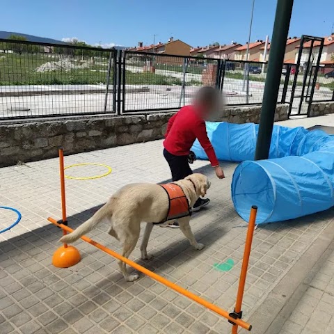 Mi Perro Sabe - Educación Canina