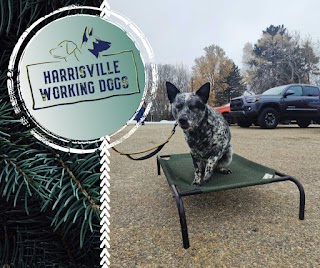 Harrisville Working Dogs