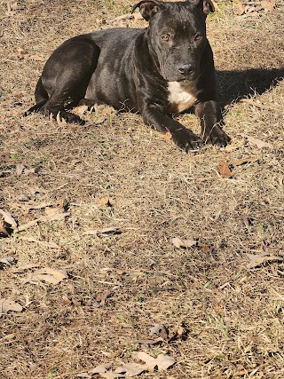 Henry County Animal Shelter