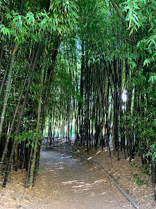 Bosque de Bambú Negro