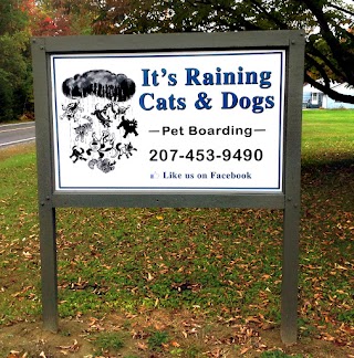 Its Raining Cats & Dogs