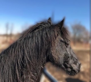 Equus Rescue and Therapy