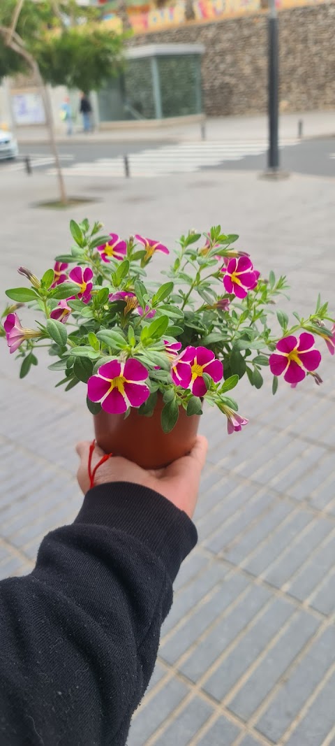 Floristería menta flowers