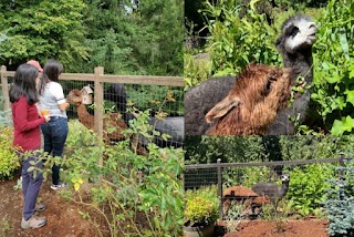 Swimply Alpaca Pool