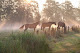 Foto von Sattelpartner - Reitsport Fachgeschäft - Paustenbacher Straße 69, Lammersdorf, Simmerath, Nordrhein-Westfalen, Deutschland