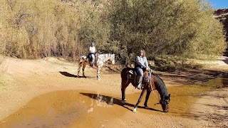 Happy Horse & Dog Pet Resort