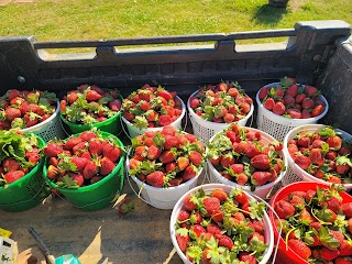 Backyard Orchards