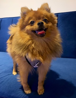 Consentidos: accesorios para mascotas