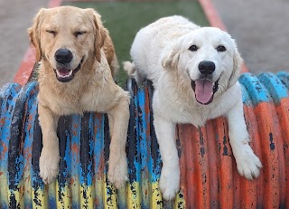 Desert Dog Daycare