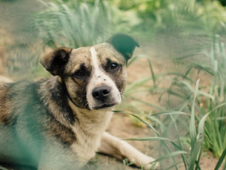 Kenosha Lake Shore Veterinary Clinic