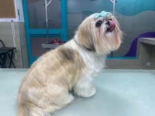 Pet Grooming Salón (Peluquería Canina y Felina)