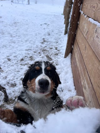 Eagle Mountain Dog Boarding and Grooming