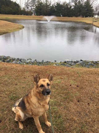 Salisbury Dog Walker