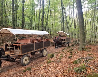 Excursiones en carruaje