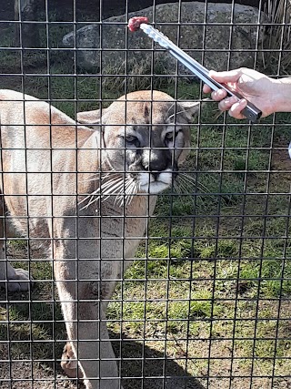 Great Cats World Park