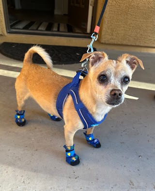 DESERT PAMPERED PETS