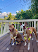 Photo of Kalihi Pet Clinic - 2203 South Beretania Street, Honolulu, HI 96826, USA