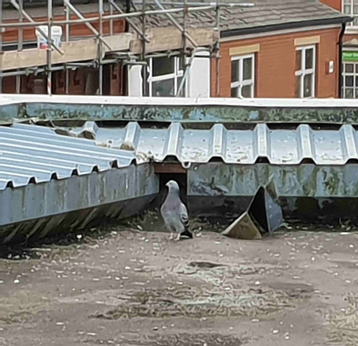 Manchester Exterminators Pest Control in Unit 52, Cariocca Business Park, Hellidon Cl, Ardwick, Manchester M12 4AH, UK - Pest Control featuring 