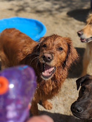 Desert Dog Daycare