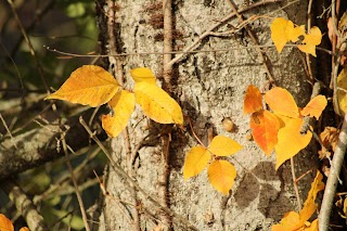 Hubbard Brook Wildlife Management Area