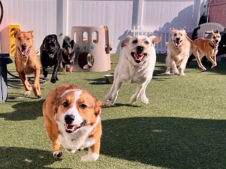 Happy Dog Pet Resort