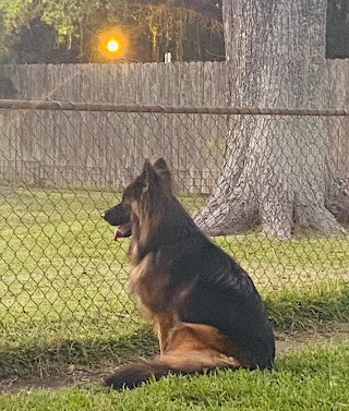 Wilhendorf Kennel-German Shepherds