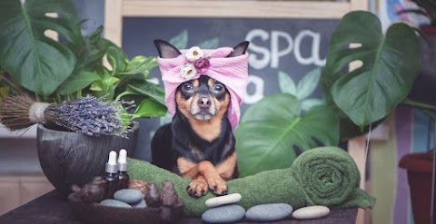 Photo of Brandon Puppy Palace - 802 East Lumsden Road, Brandon, FL 33511, USA