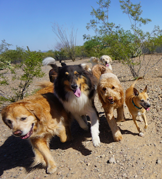 Tucson Adventure Dog Ranch