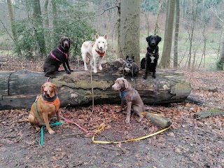 DogWalker Haan - Gassiservice und Hundebetreuung