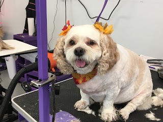 Pin Up Pets Chandler Groomer