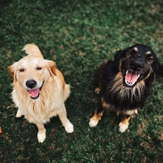 Sister Paws Pet Grooming