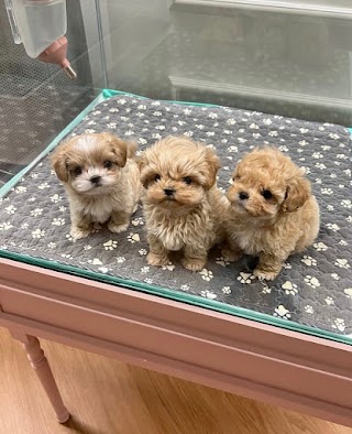 Teacup puppies for sale in USA