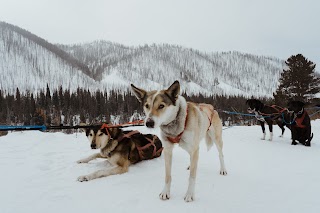 Jackson Hole Iditarod Sled Dog Tours