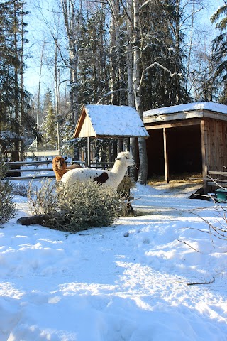 Alpaca Exhibit