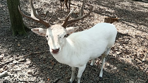 Damwildgehege Bad Oeynhausener Schweiz